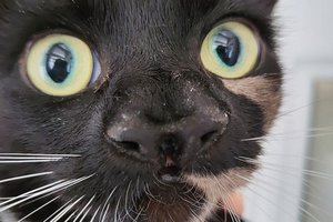 В британский приют попала кошка с двумя носами