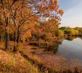 Озеро, засыпанное осенней листвой