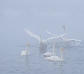 Лебеди в зимнем тумане