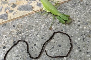 Ужасный паразитический червь: похищает гены своего хозяина, чтобы контролировать его разум