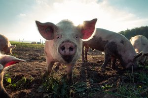 Беспризорные свиньи устроили террор в российской деревне