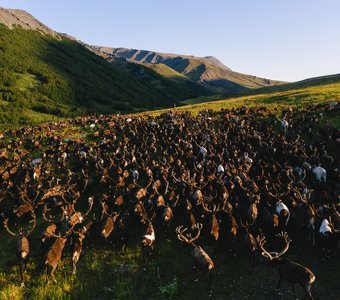 Перегон оленей на Урале