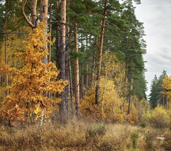 Осень в сосновом бору