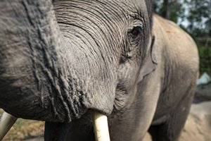 В Таиланде слон задавил туристку и сломал ей кости