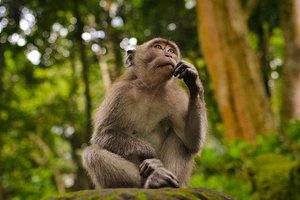 В Камбодже обезьяна надругалась над спящим туристом