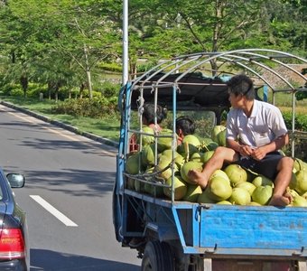 На рынок свежий кокос
