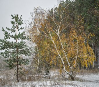 На опушке сезонов