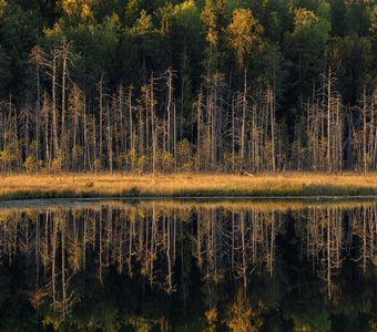 Граница болота и леса в отражении озера Ырымвад