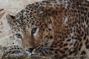 Леопардам, которых держали в придорожном кафе в Хабаровске, нашли новый дом