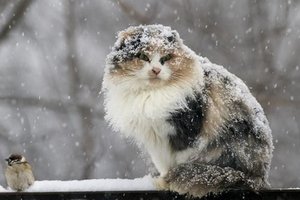 Снег лежит уже на 80% территории России