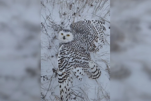 В Якутии охотник приютил ослабшую полярную сову