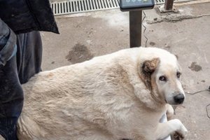 В России ищут хозяев бездомному 100-килограммовому псу