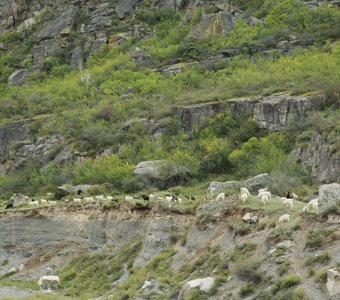 Стадо овец на горной тропе