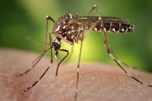 Комары становятся все смертоноснее и увеличиваются в размерах. Эксперты бьют тревогу