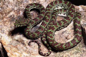Российские биологи открыли в Таиланде невиданную змею с «ресничками»
