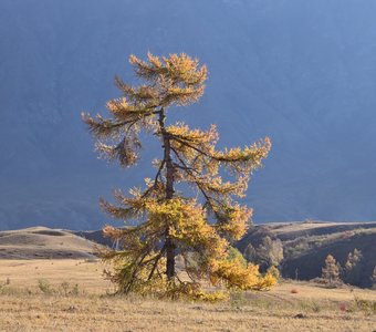 Лиственницы в долине Катуни _ 1