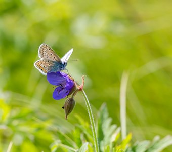 Бабочка на цветке луговой герани
