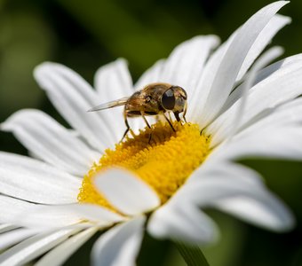 Пчела и ромашка