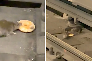 Крыса в метро поделилась пончиком с подругой: видео