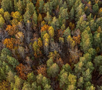 Осенняя палитра