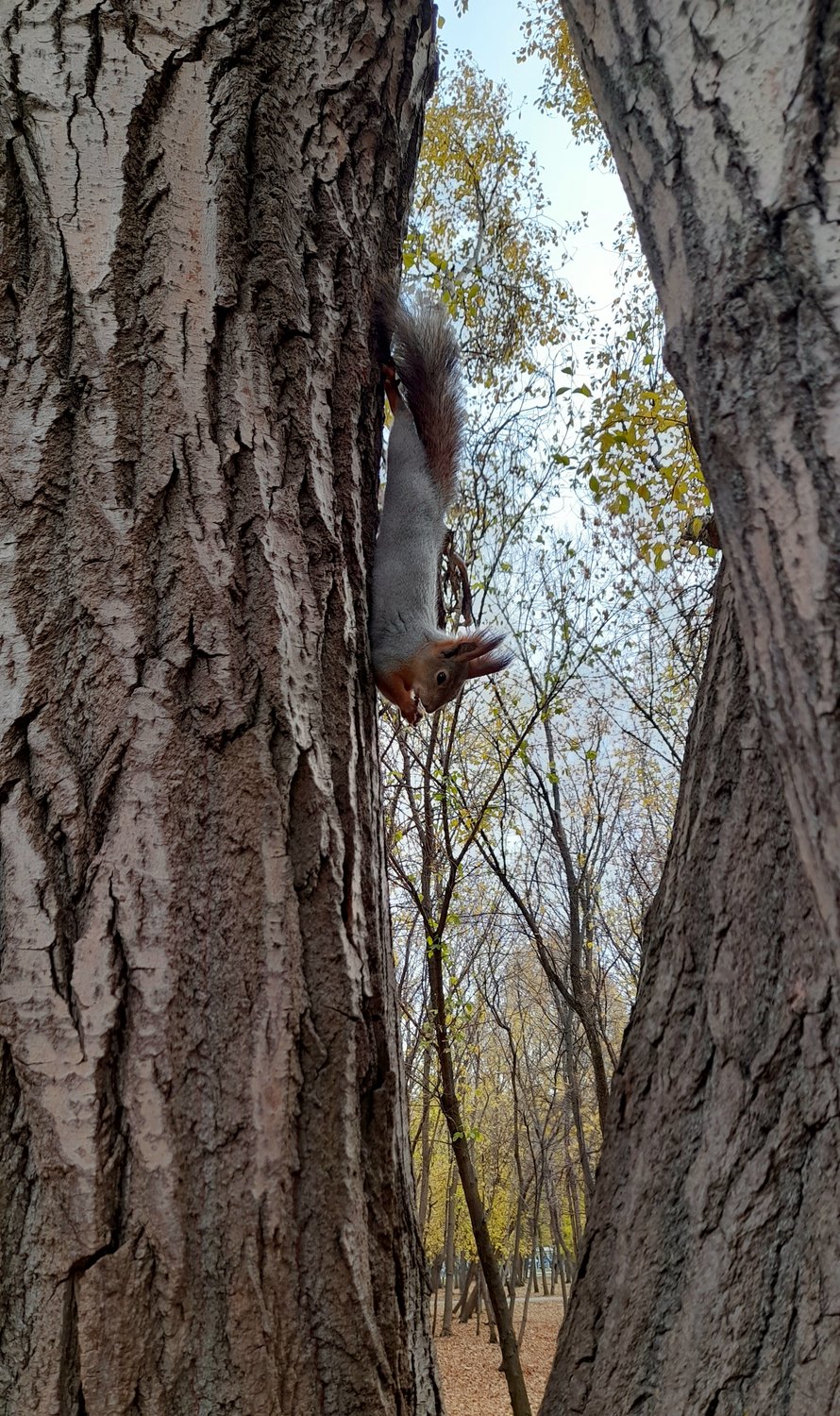 Суперспособность