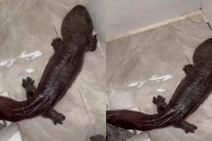 В Китае гигантская саламандра вызвала засор трубы