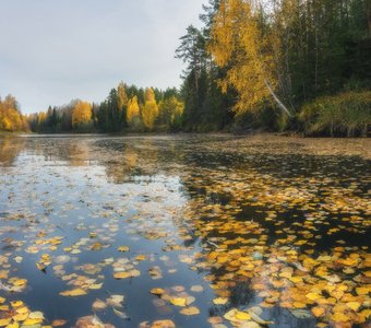 Река Белая Холуница в осенней позолоте