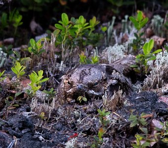 Чудеса маскировки