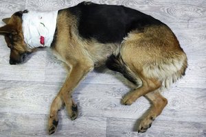 В Норильске собака с перерезанным горлом пришла за помощью к спасателям