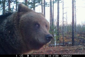 В российском заповеднике заметили медведицу с улыбкой Джоконды