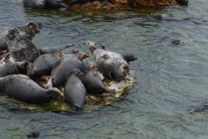 В Финском заливе посчитали количество тюленей