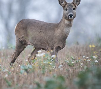 Европейская косуля, Capreolus capreolus, Ноябрь 2023