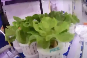 Китай вырастил салат и помидоры на борту космической станции «Тяньгун»