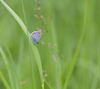 Голубянка на траве