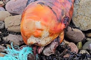 Туристы нашли на пляже загадочное оранжевое существо