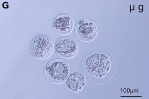 Размножение в космосе: на МКС впервые вырастили мышиные эмбрионы