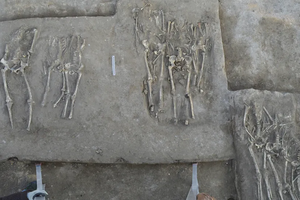 В Китае нашли древнюю могилу с жертвами бесчеловечной резни