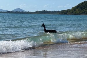 На австралийском побережье заметили «самую опасную птицу в мире»: видео