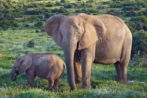 Слоны могут обращаться друг к другу по имени