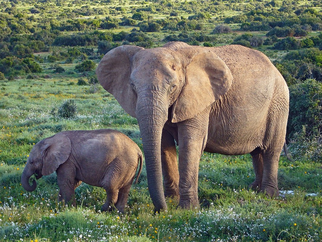 Elephant present. Саванный Африканский слон Африки. Саванновый Африканский слон. Хоботные индийский слон. Хоботные Африканский слон.