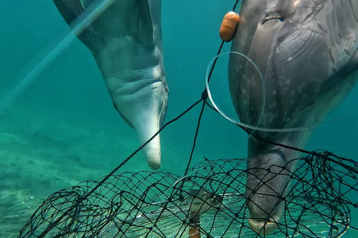 Дельфины в Австралии научились обкрадывать крабовые ловушки