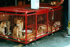 Южная Корея запретит есть собачье мясо