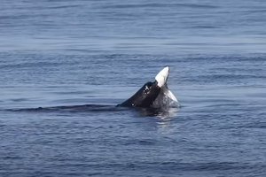 Морской лев напал на акулу у берегов Калифорнии: видео