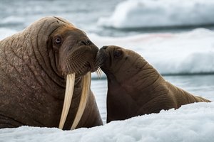 24 ноября – День моржа. Что мы знаем про клыкастых гигантов Арктики?