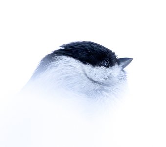 Буроголовая гаичка (Poecile montanus) в снегу.