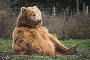 Японцев предупредили о нападениях бессонных медведей