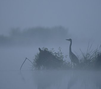 Серая цапля