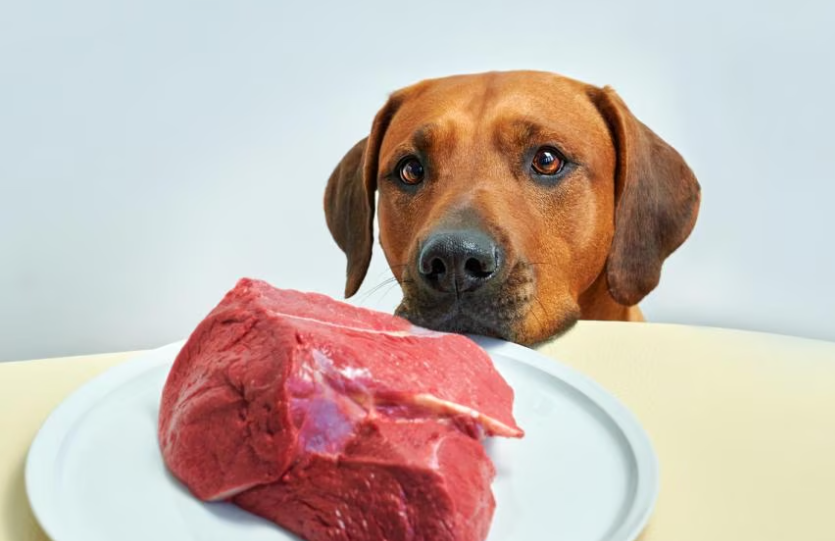 Стейк из собаки. Собака выглядывает из за стола. Мясо для собаки картинка для детей.