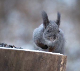 Серая белочка