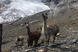 Как ламы в Перу помогли вернуть жизнь на бесплодные земли